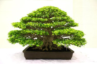 Banyan or ficus bonsai tree clipart