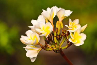 Plumeria çiçek beyaz ve sarı renk