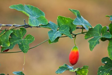 Ivy Gourd clipart