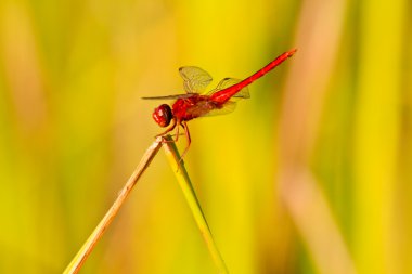 Red dragonfly on green leaf clipart