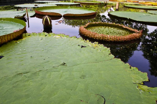 stock image Lotus leaf green