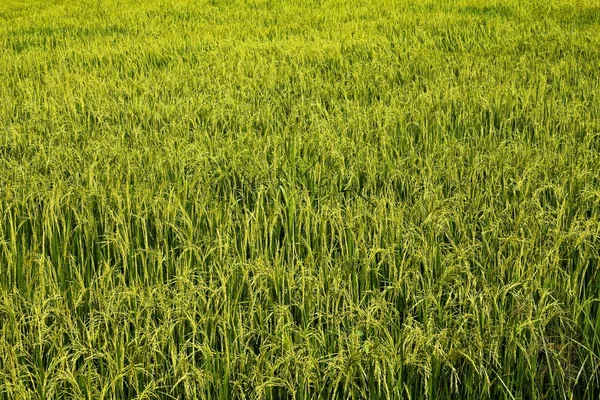 緑の米農場 — ストック写真