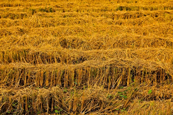 Фермах післязбиральної рису — стокове фото