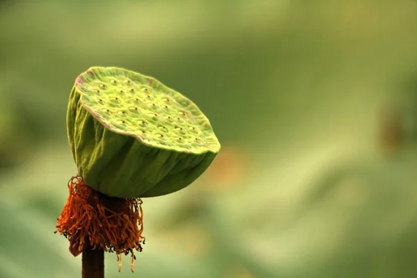 stock image Green shower in the lotus pond.