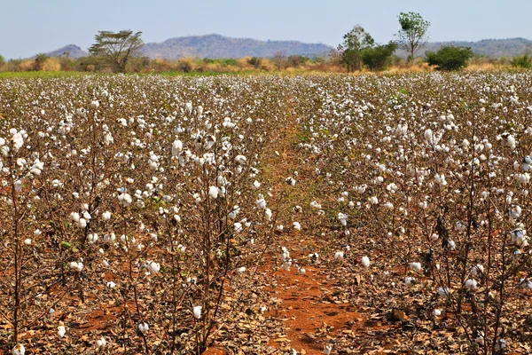 stock image Cotton farms