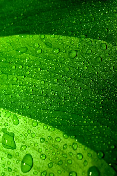 Textura Hoja Verde Fresca Con Gotas Agua — Foto de Stock