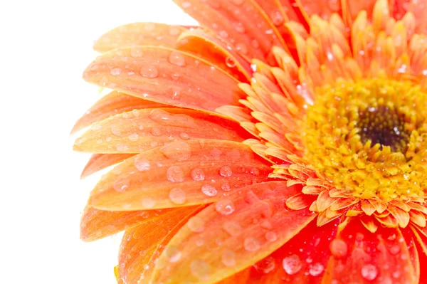 Цветок красоты с капельками воды — стоковое фото