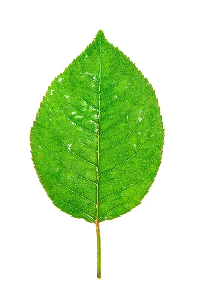 Green Leaf Isolated White Background — Stock Photo, Image