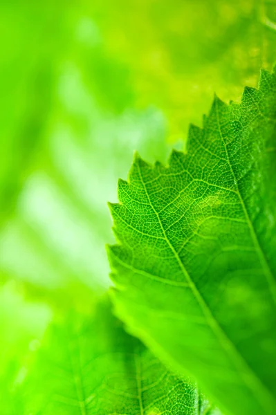 性质模糊与绿色的树叶背景 — 图库照片