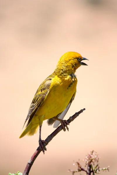 Stock image Yellow Bird