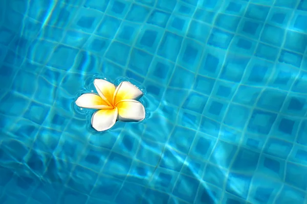 stock image White flower floating on the water in the pool