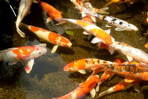 stock image A pond with koi