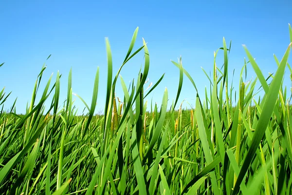 stock image Green lush grass on a summer meadow