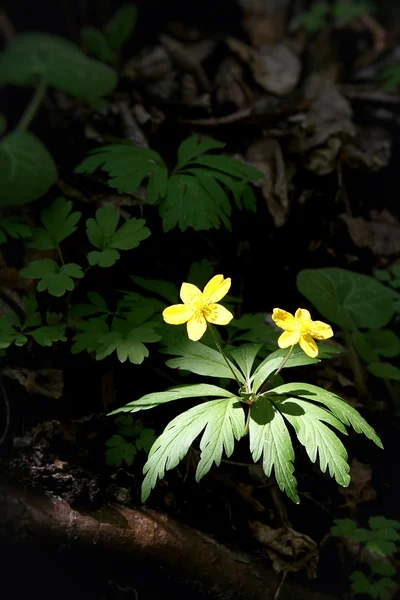 Flor Amarela Uma Floresta Iluminada Pelo Sol — Fotografia de Stock