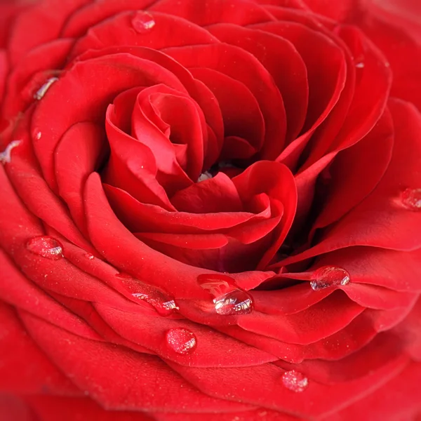 Красная Роза Каплями Воды Близко — стоковое фото