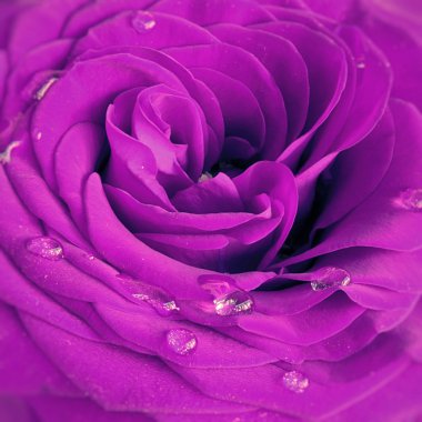 Violet rose clipart