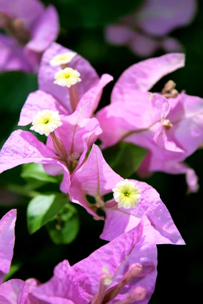 stock image Purple flowers