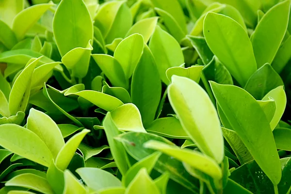 Planta verde exuberante —  Fotos de Stock