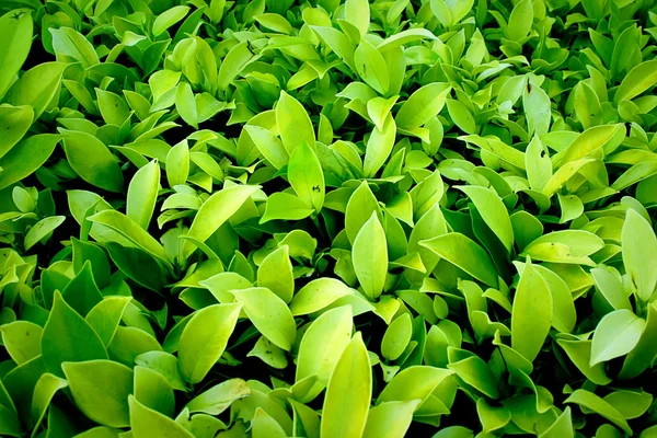 stock image Lush green plant