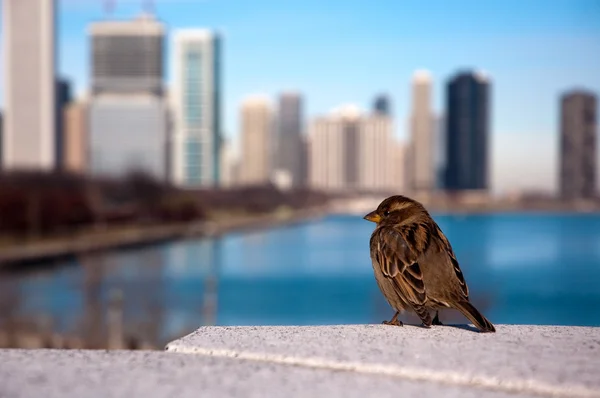 stock image Sparrow