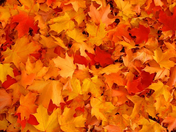 秋の暖かい色 カエデの葉は 地面をカバーします ストックフォト