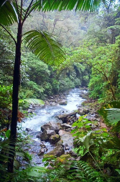 ジャングルの川 ロイヤリティフリーのストック画像