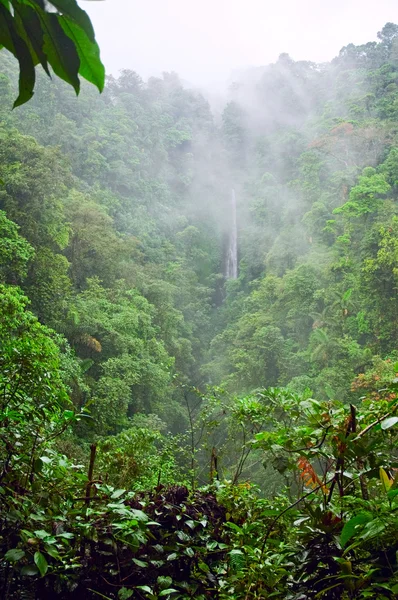 霧の深い山のジャングル コスタリカで ストックフォト
