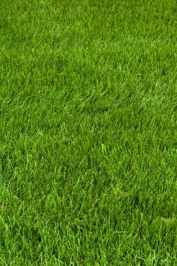 Neatly cut grass clipart