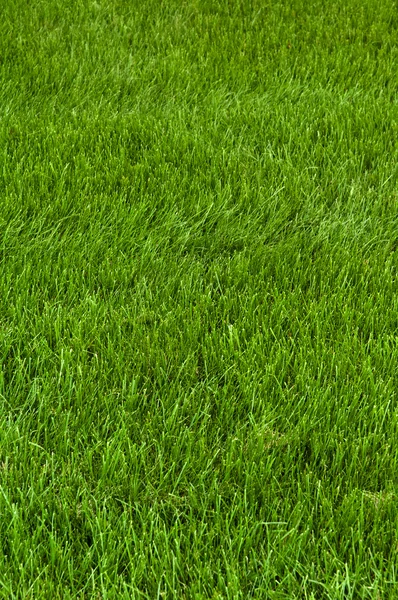 Čistě posečené trávy — Stock fotografie
