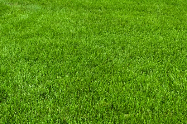 Neatly Cut Grass Full Frame Shot Wide Depth Field — Stock Photo, Image