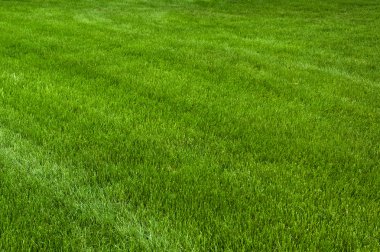 Neatly cut grass. Full frame shot with wide depth of field. clipart