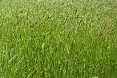 Fresh green cereal field clipart