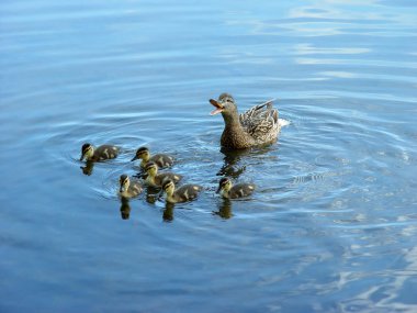 Mother duck with newborn duckling clipart