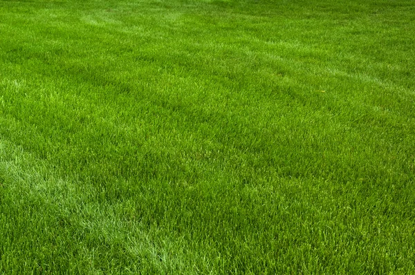 Sauber Gemähtes Gras Vollbild Aufnahme Mit Großer Schärfentiefe — Stockfoto