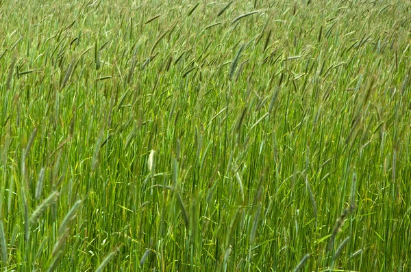 新鮮な緑の穀物のフィールド — ストック写真