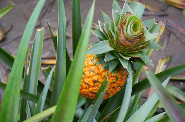 Ripe Pineapple Its Parent Plant — Stock Photo, Image
