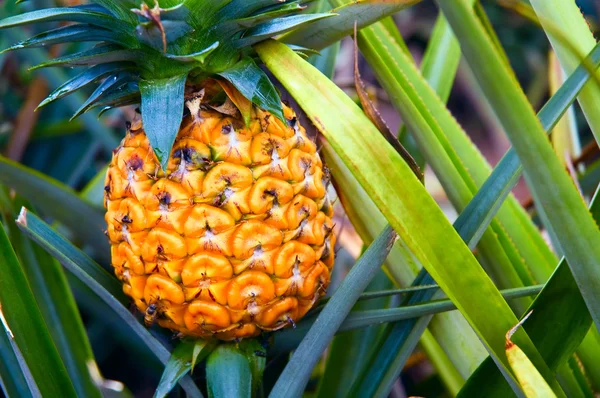 Olgun bir ananas, ana bitkisinin üzerinde.