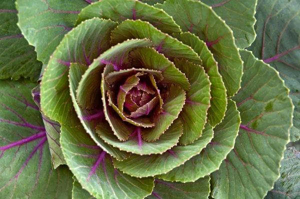 Cabbage flower — Stock Photo, Image