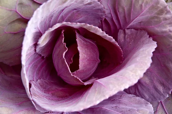 Fleur Chou Violet Ornementale Utilisée Dans Aménagement Paysager — Photo