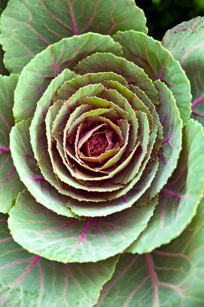 Cabbage flower — Stock Photo, Image