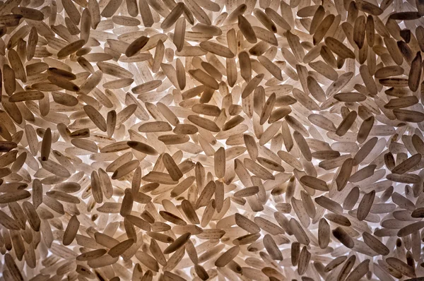 Κόκκοι ρυζιού με οπίσθιο φωτισμό — Φωτογραφία Αρχείου