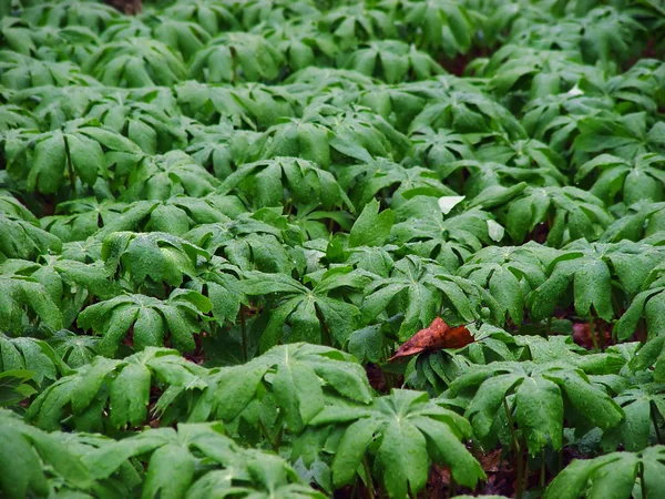 Zöld Növények Alá Eső Területén Tavaszi Erdő Michigan Friss Telített — Stock Fotó