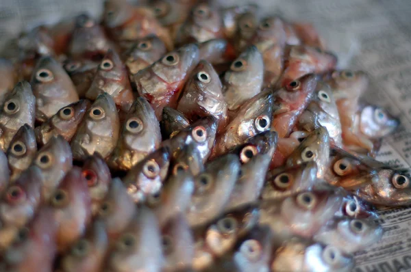 Вонючие Головы Газете Указывают Одном Направлении Тела Рыб Отделяются Голов Лицензионные Стоковые Изображения