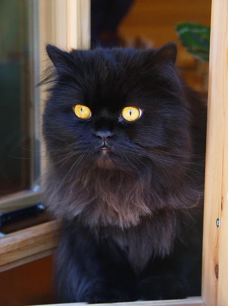 Kedisi Açık Alan Ilk Kez Görüyor Yüzünde Korku Merak Gösterilir Stok Resim