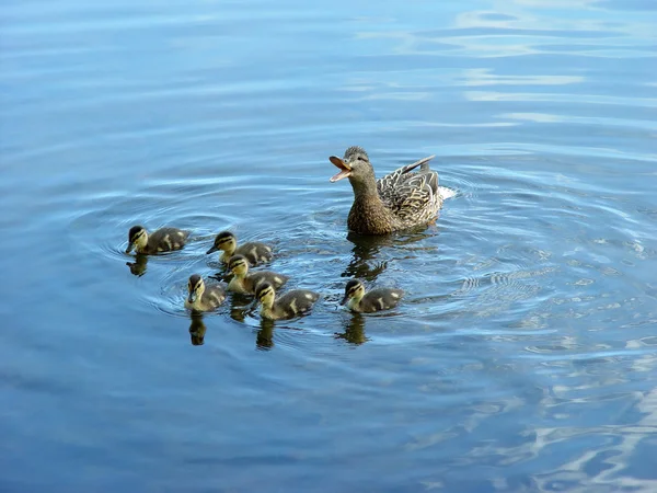 Anne ördek ile yeni doğan ördek yavrusu - Stok İmaj