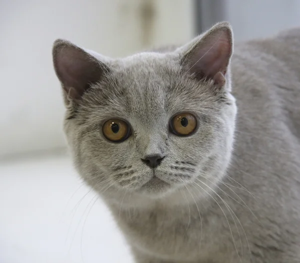 Cat British Paint Gray — Stock Photo, Image