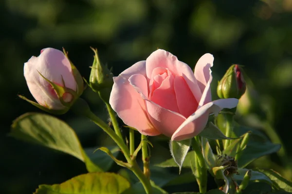 Τριαντάφυλλα τριαντάφυλλο — Φωτογραφία Αρχείου