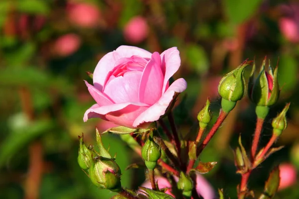 Rose rose — Foto Stock