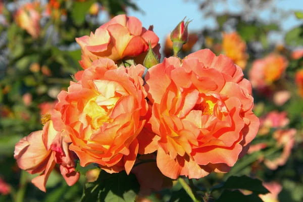 Κίτρινο Πορτοκαλί Flowerses Όμορφα Τριαντάφυλλα — Φωτογραφία Αρχείου