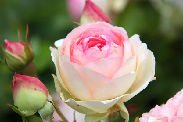 Rose rose — Foto Stock